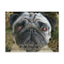 Pug Christmas postcard - Look into her eyes...