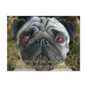 Pug Christmas postcard - Look into her eyes...