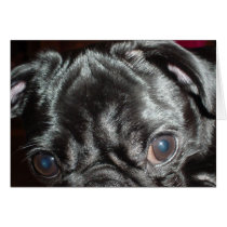 Pug Closeup Card - Blank Inside