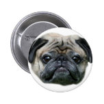Pug Dog button