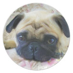 Pug dog dinner plate