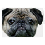 Pug Dog greeting card
