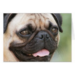 Pug Dog Greeting Card cards