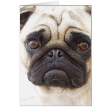 Pug Dog Greeting Card