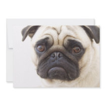 Pug Dog Invitation