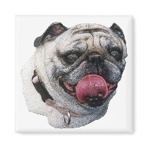 Pug Dog magnets
