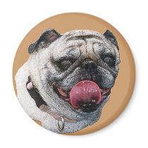 Pug Dog magnets
