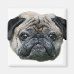 Pug Dog magnet