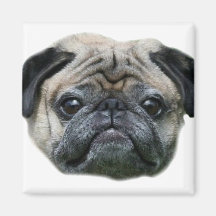 Pug Dog magnet