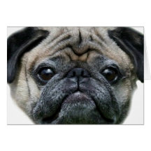 Pug dog notecard