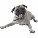 Pug Dog photo sculptures by Photo_Sculpture_Shop Pug Dog photo sculptures