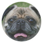 Pug Dog Plate