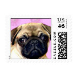 Pug dog postage