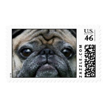 Pug dog postage