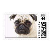 Pug Dog Postage Stamp