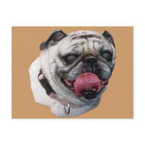 Pug Dog postcards