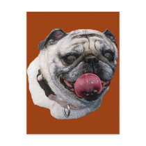 Pug Dog postcards