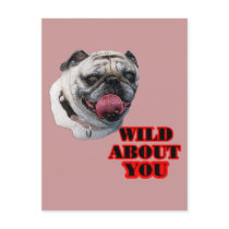 Pug Dog postcards