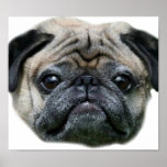 Pug dog poster