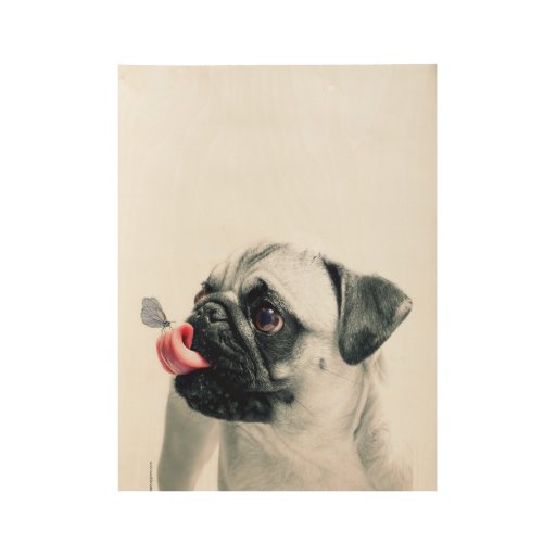 pug posters pug puppy butterfly wood poster zazzle pug posters pug puppy butterfly wood poster zazzle