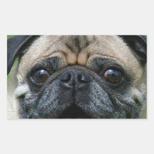 Pug Dog Rectangular Sticker