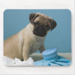 Pug dog sitting on bed by hot water bottle and mouse pads