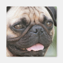 Pug Dog Square Magnet