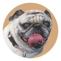 Pug Dog stickers