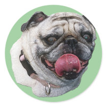 Pug Dog stickers