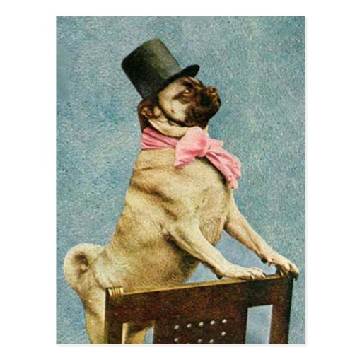 Pug Dog Tophat Postcard