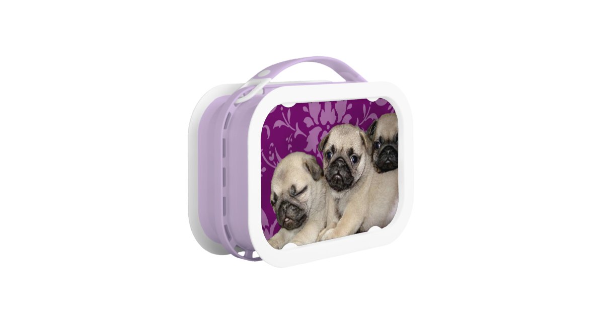 Pug dogs purple lunch box Zazzle