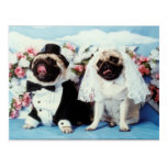 Pug Dogs Wedding Postcard