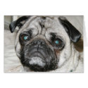 pug face cards by sbkerrick pug face cards