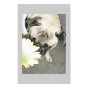 Pug flower power posters