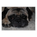 Pug Greeting Cards