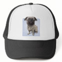 Pug hat