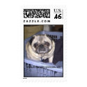 pug in a basket, www.midwestpugrescue.com postage by Midwestpugrescue pug in a basket, www.midwestpugrescue.com postage