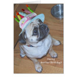 Pug In A Birthday Hat Greeting Cards
