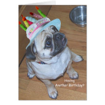 Pug In A Birthday Hat Greeting Cards