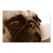 Pug in Sepia Poster posters