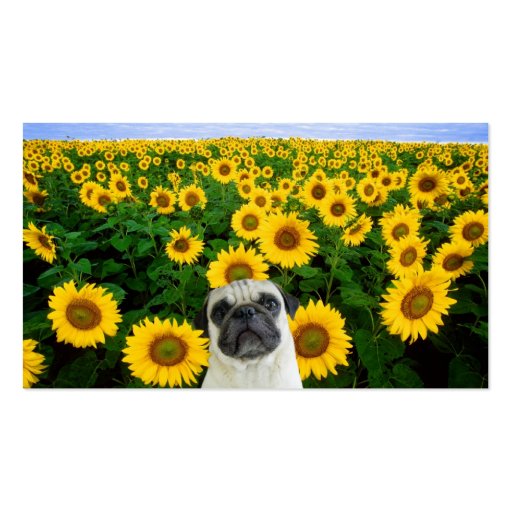 Pug in Sunflowers business cards (front side)