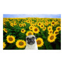 Pug in sunflowers canvas print