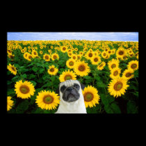 Pug in sunflowers canvas print posters