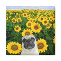 Pug in Sunflowers magnet