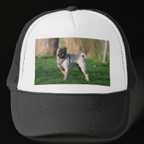 Pug in the park hat hats