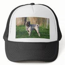 Pug in the park hat