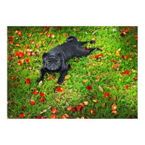 Pug in the park posters by doradoimaging09 Pug in the park posters