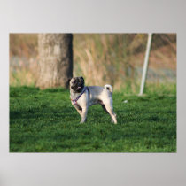 Pug in the park poster