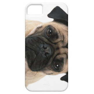 pug iphone 5 pug iphone cases pug iphone 6 6 plus 5s and 5c cover designs pug iphone 5 pug iphone cases pug iphone 6 6 plus 5s and 5c cover designs