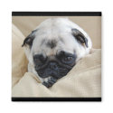 Pug Magnet by blumenthalphoto Pug Magnet